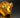 Ein Goldenes Sparschwein auf einen dunklen Hintergrund 